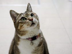 猫.jpg