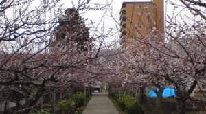 20110506112810.jpg