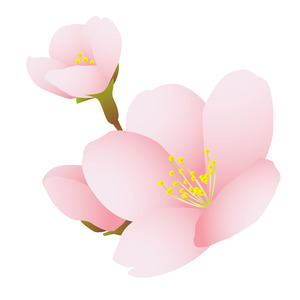 桜.jpeg